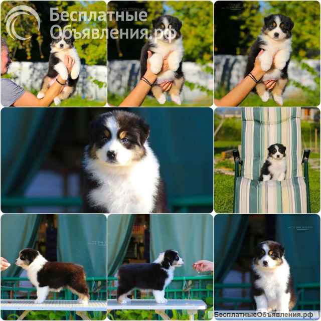 Щенки Австралийской овчарки/аусси от питомника ркф