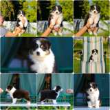 Щенки Австралийской овчарки/аусси от питомника ркф