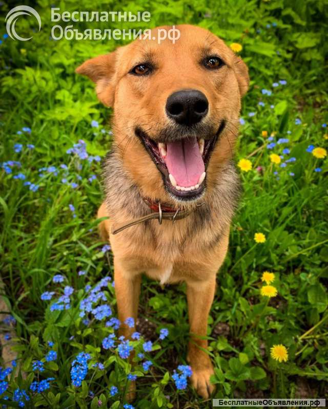 Весёлый, добрый, воспитанный пёсик Кекс ищет любящую семью