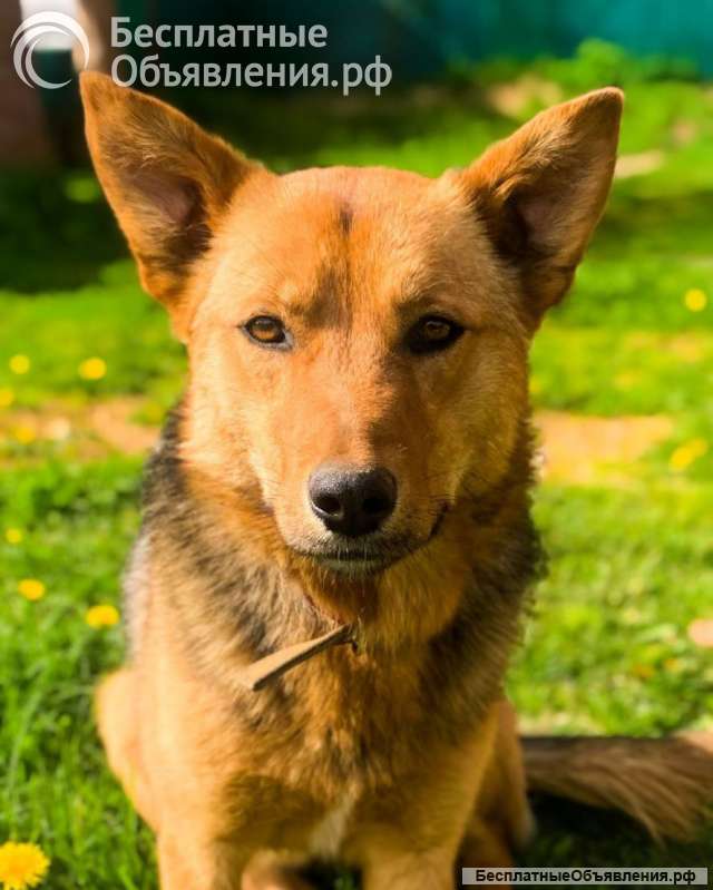 Весёлый, добрый, воспитанный пёсик Кекс ищет любящую семью