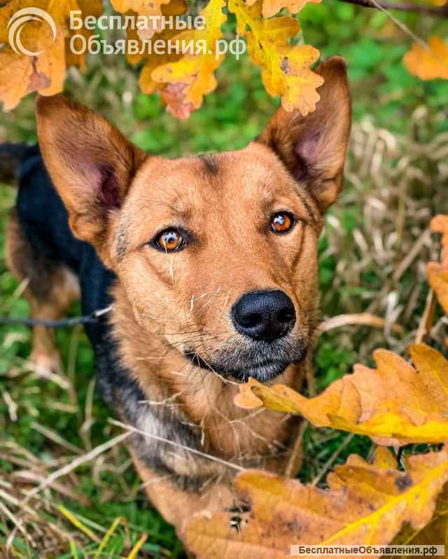 Весёлый, добрый, воспитанный пёсик Кекс ищет любящую семью
