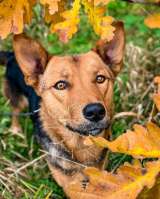 Весёлый, добрый, воспитанный пёсик Кекс ищет любящую семью