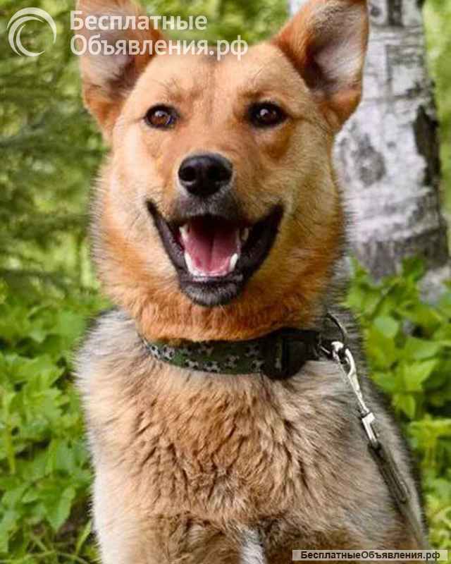 Весёлый, добрый, воспитанный пёсик Кекс ищет любящую семью