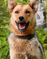 Весёлый, добрый, воспитанный пёсик Кекс ищет любящую семью