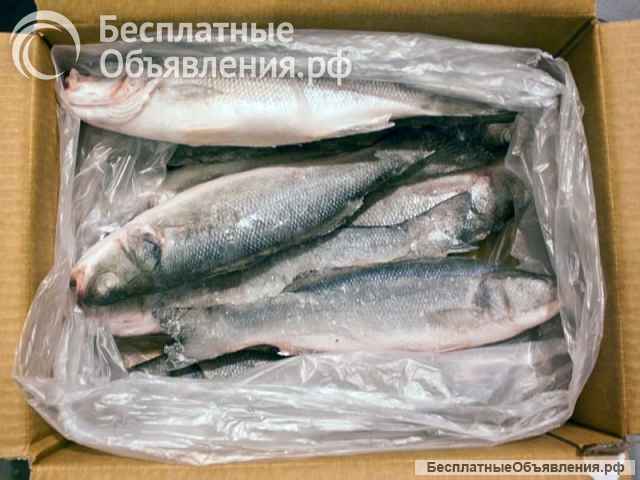 Свежемороженая рыба