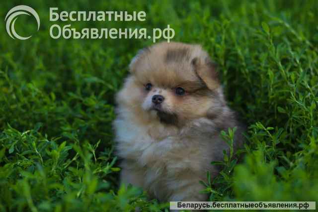 Чудо щеночки Уникальные Шпицы, Мерле комочки