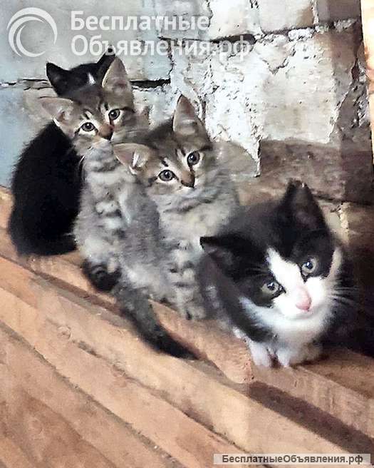 Ласковые, трогательные котята мальчики и девочки ищут дом