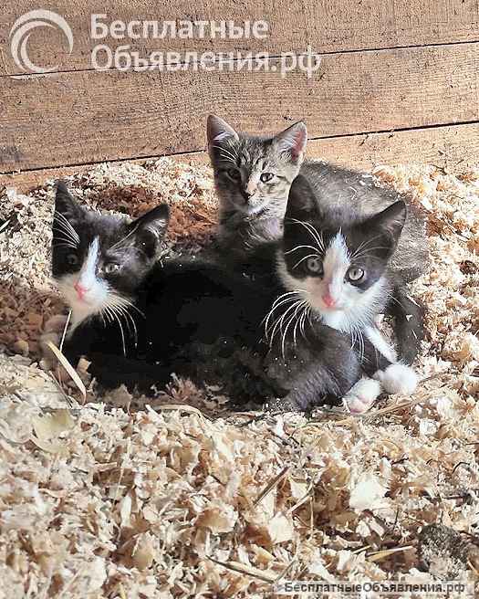 Ласковые, трогательные котята мальчики и девочки ищут дом