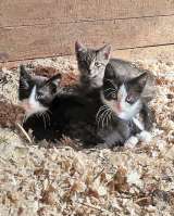 Ласковые, трогательные котята мальчики и девочки ищут дом