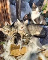 Ласковые, трогательные котята мальчики и девочки ищут дом