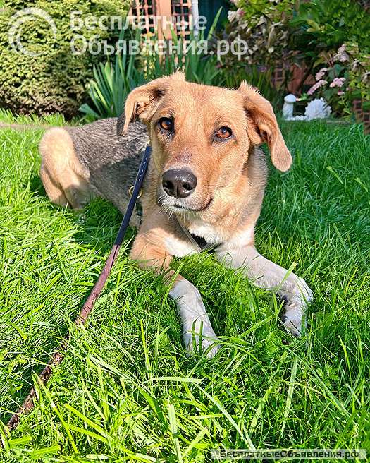 Солнечная молодая собачка Шанти, отличный компаньон ищет дом