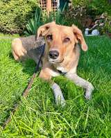 Солнечная молодая собачка Шанти, отличный компаньон ищет дом