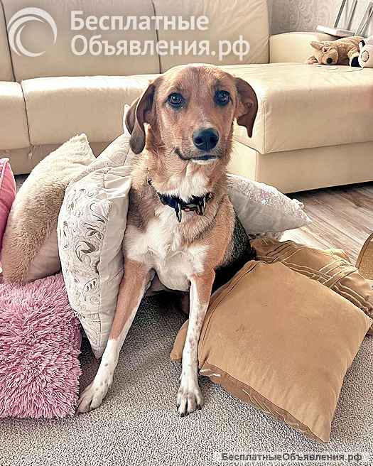 Солнечная молодая собачка Шанти, отличный компаньон ищет дом