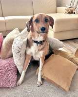 Солнечная молодая собачка Шанти, отличный компаньон ищет дом