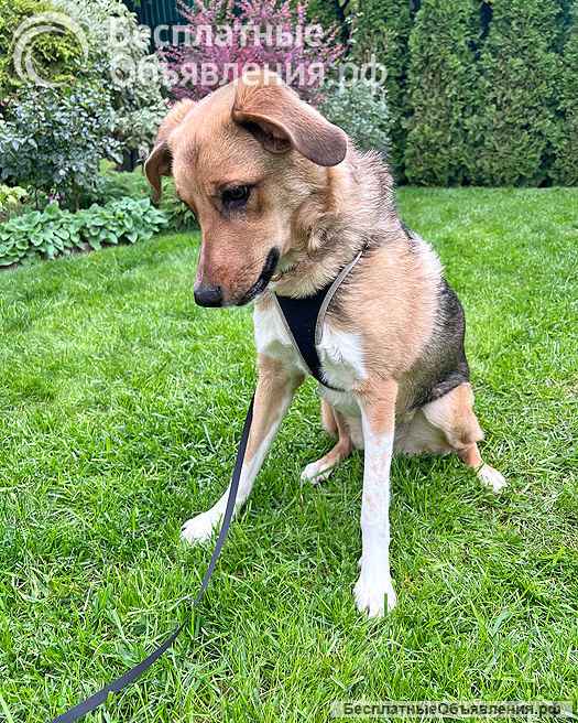 Солнечная молодая собачка Шанти, отличный компаньон ищет дом