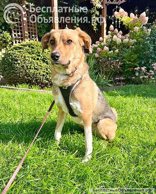 Солнечная молодая собачка Шанти, отличный компаньон ищет дом