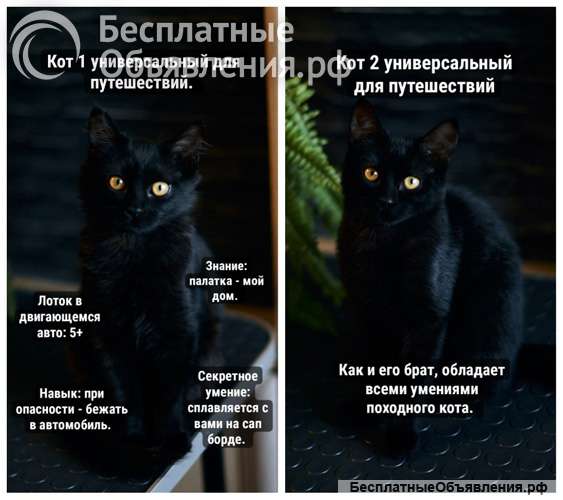 Активные бесстрашные черные котята-мальчики в добрые руки