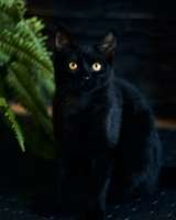 Активные бесстрашные черные котята-мальчики в добрые руки