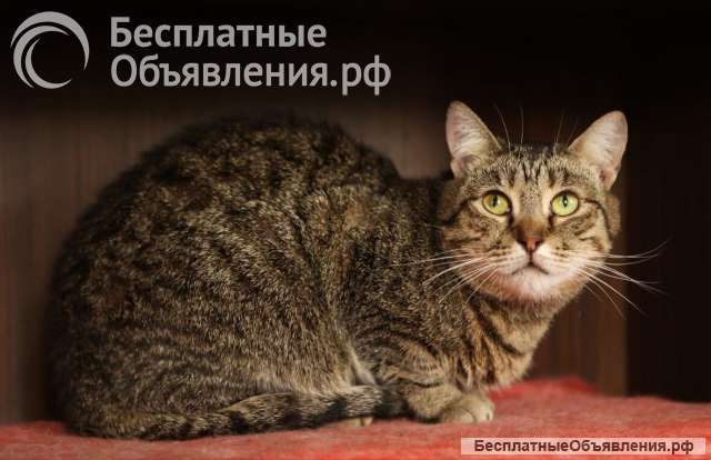 Ласковая кошечка ЖуЖу ищет семью