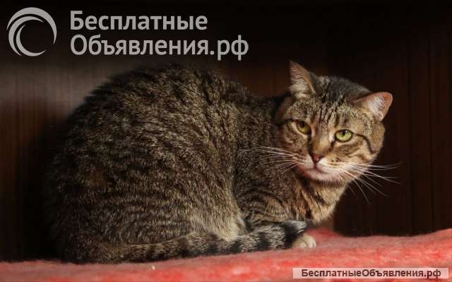 Ласковая кошечка ЖуЖу ищет семью