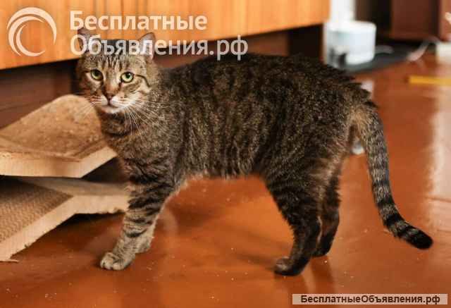 Ласковая кошечка ЖуЖу ищет семью