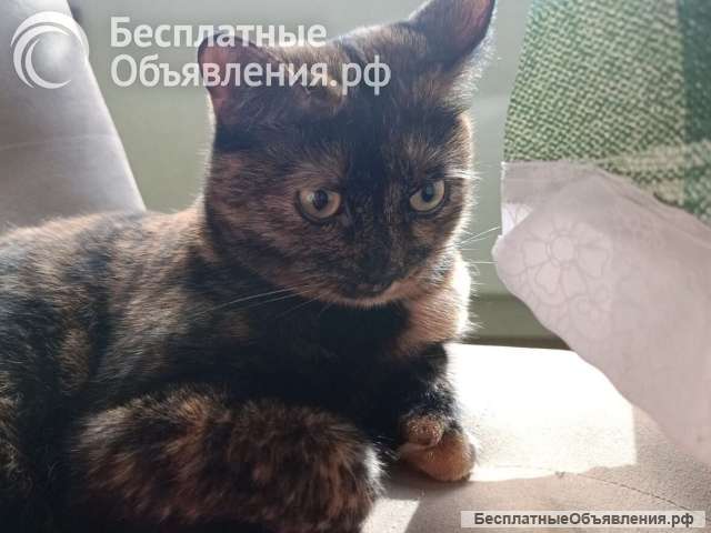 Очень ласковая, умная черепаховая кошечка ищет дом
