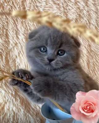 Британские и Шотландские котята (Вотс апп 7 986 172 29 96) Доставка по РФ