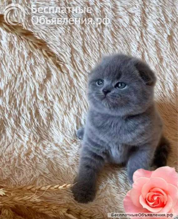 Британские и Шотландские котята (Вотс апп 7 986 172 29 96) Доставка по РФ