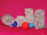 Британские и Шотландские котята (Вотс апп 7 986 172 29 96) Доставка по РФ