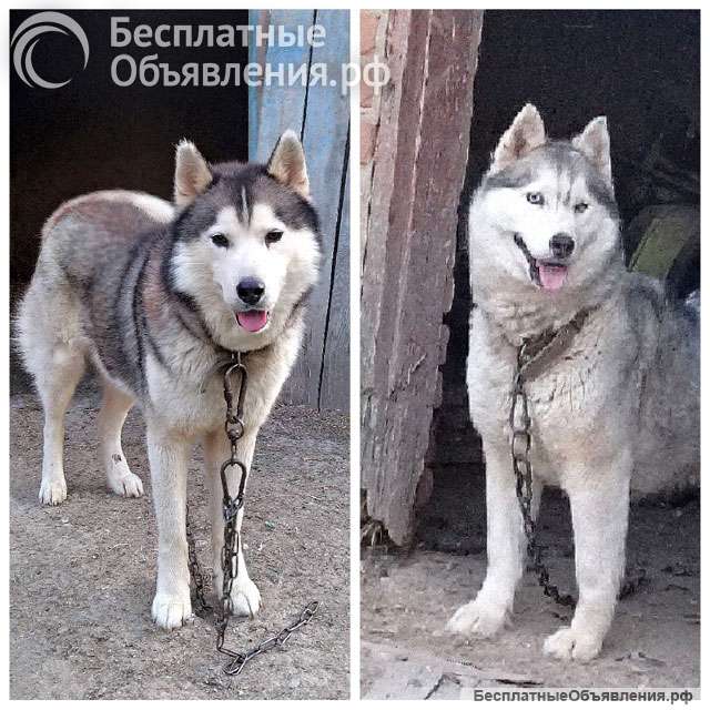 Ищем дом для двух сибирских хаски Лорда и Сары