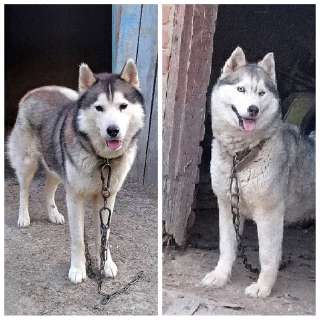 Ищем дом для двух сибирских хаски Лорда и Сары