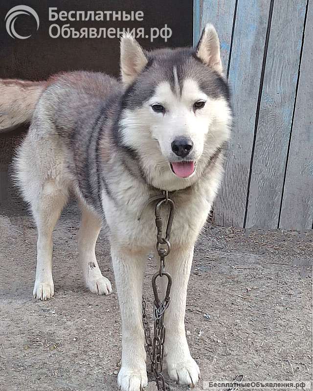 Ищем дом для двух сибирских хаски Лорда и Сары