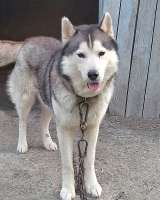 Ищем дом для двух сибирских хаски Лорда и Сары