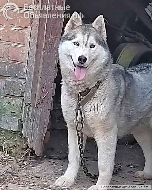 Ищем дом для двух сибирских хаски Лорда и Сары