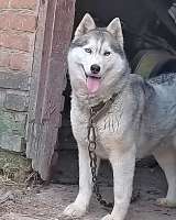 Ищем дом для двух сибирских хаски Лорда и Сары
