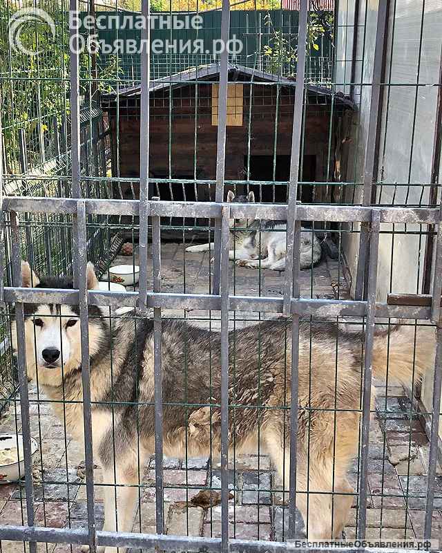 Ищем дом для двух сибирских хаски Лорда и Сары