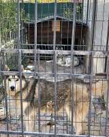 Ищем дом для двух сибирских хаски Лорда и Сары