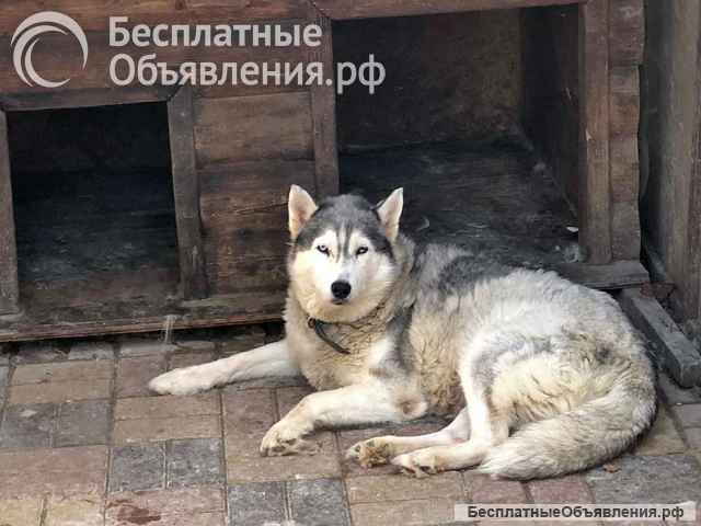 Ищем дом для двух сибирских хаски Лорда и Сары