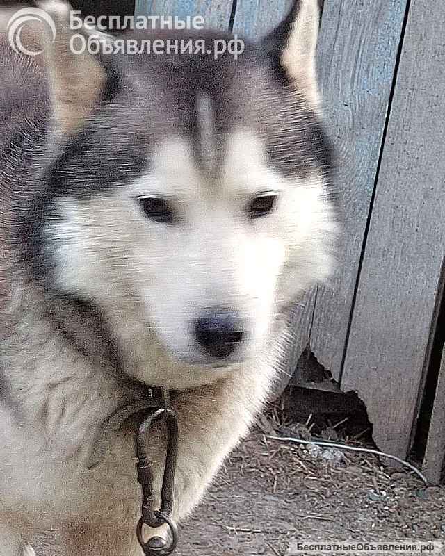 Ищем дом для двух сибирских хаски Лорда и Сары