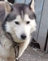 Ищем дом для двух сибирских хаски Лорда и Сары