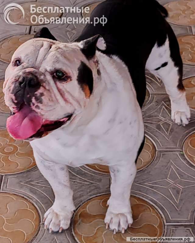 Английский бульдог, вязка