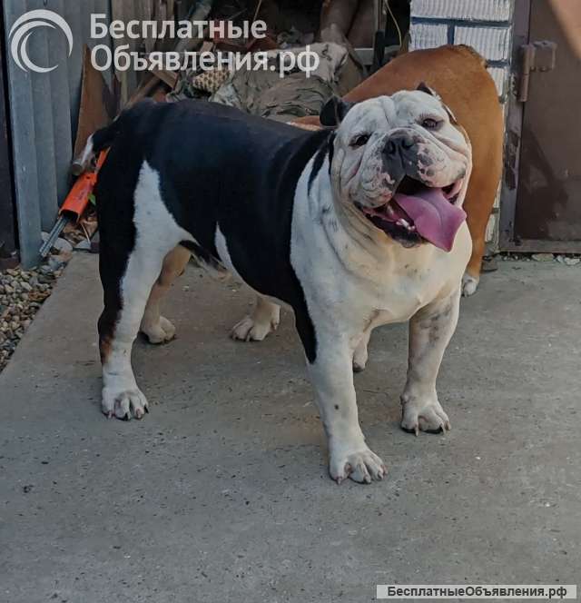 Английский бульдог, вязка