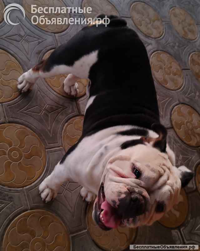 Английский бульдог, вязка