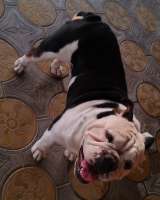 Английский бульдог, вязка