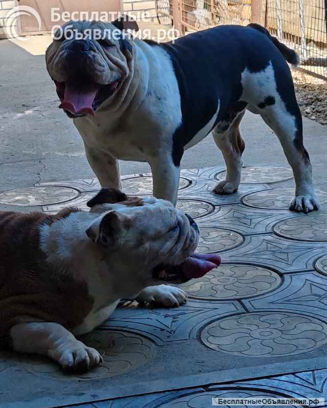 Английский бульдог, вязка