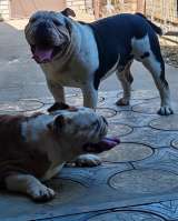 Английский бульдог, вязка