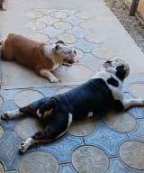 Английский бульдог, вязка