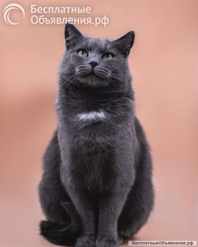 Анабелла в добрые руки