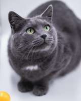 Анабелла в добрые руки