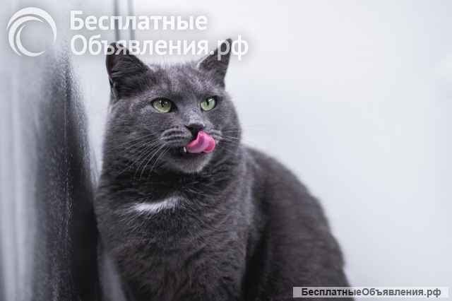 Анабелла в добрые руки